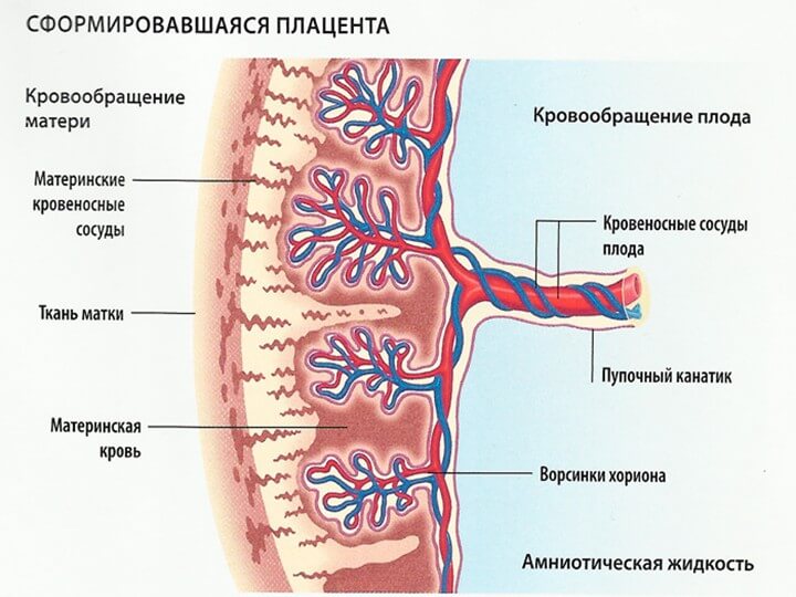 степень старения плаценты