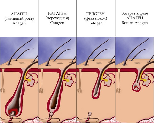 схема роста волос