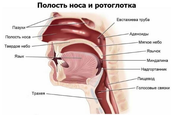 устройство носоглотки