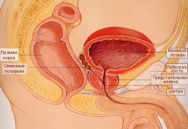 расположение предстательной железы
